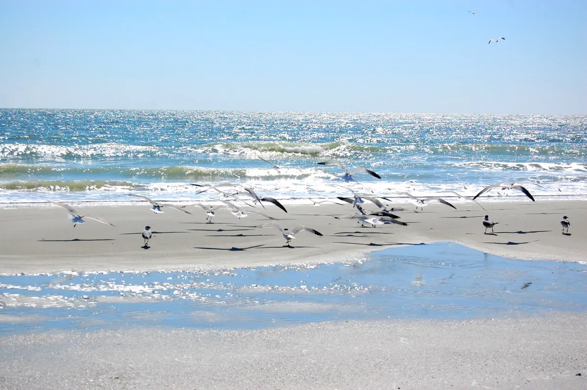 This image beautifully captures the expansive Myrtle Beach shoreline, with gentle waves, a flock of birds mid-flight, and sunlight shimmering on the water. The peaceful view showcases the inviting sands just steps from Summertree Village D8, perfectly illustrating the heart of the section’s promise of sun, sand, and seaside adventure.